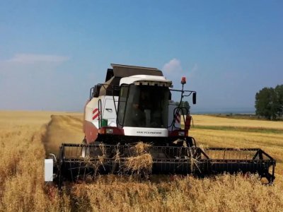 Урожай зерна в Башкирии превысил 2 млн тонн