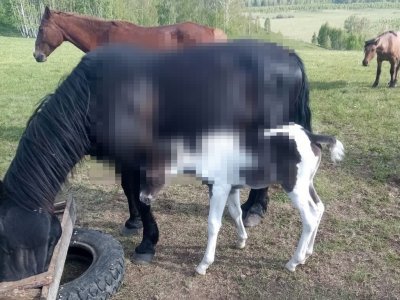 Защищала жеребенка: в Башкирии медведь напал на лошадь