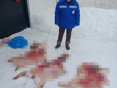 В Архангельском районе браконьеры застрелили трех косуль
