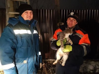 В Башкирии спасли застрявшего на электроопоре котенка