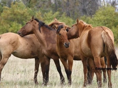 Одна из задач Башкирии — сохранение и развитие башкирской породы лошадей