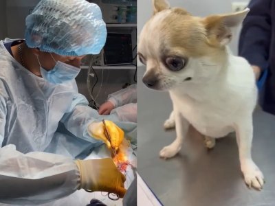 Уфимские ветеринары провели уникальную операцию собаке с гидроцефалией