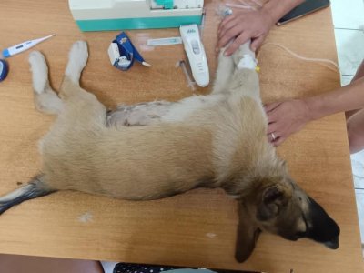 «Разорвало легкое, пробило позвоночник»: в Башкирии расстреляли щенков