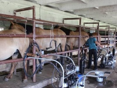 Фермер в Башкирии получил 8-миллионный грант на производство кумыса