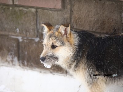 Константин Толкачёв поручил комитету Госсобрания решить вопрос запрета содержания собак в жилой зоне