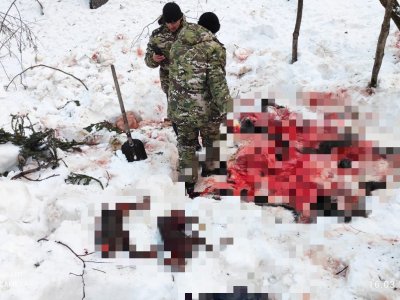 В Башкирии браконьеры убили беременную лосиху и двух ее лосят