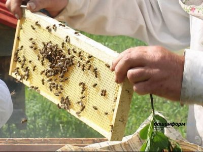 Пчел в Башкирии защитят от химикатов