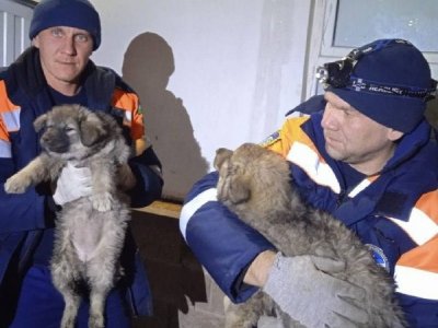 В Уфе спасатели пришли на помощь двум щенкам, попавшим в «ловушку»
