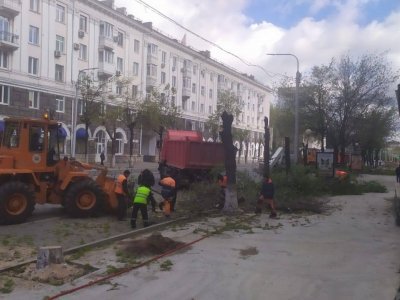 В Уфе на улице Ленина вместо старых спиленных деревьев высадят 50 крупномеров