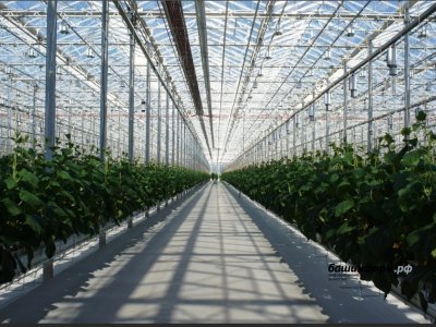 В Башкирии построят комплекс по выращиванию томатов и огурцов