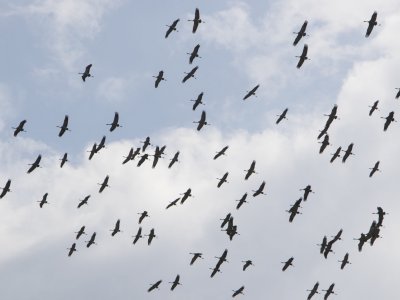 В Башкирии орнитологи проводят журавлиную «перепись»