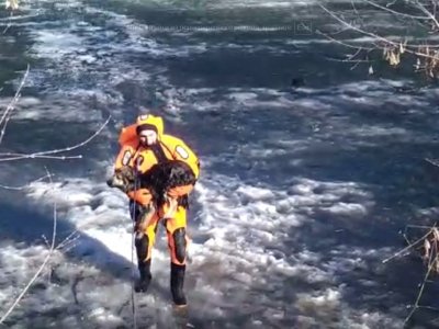 Уфимские спасатели не дали погибнуть провалившейся под лед собаке