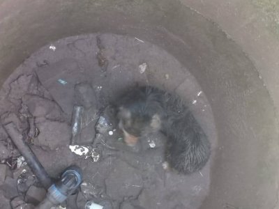 Собака из Башкирии угодила в смертельную ловушку