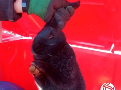 В Башкирии неизвестные выбросили живого кролика в контейнер: его спас водитель мусоровоза