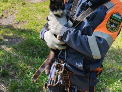 В Нуримановском районе спасли кошку, которая 3 дня просидела на дереве