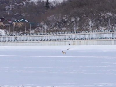 В Уфе спасатели сняли на видео бегающую по замерзшей реке косулю