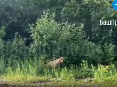 Жители Башкирии заметили в густой траве медведя-лакомку