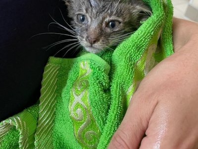 В Башкирии сотрудники пожарного отряда спасли котенка