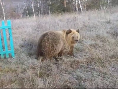 Житель Башкирии выходил сбитого на трассе медвежонка и выпустил его на волю
