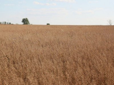 В Башкирии убирают озимые зерновые и озимый рыжик