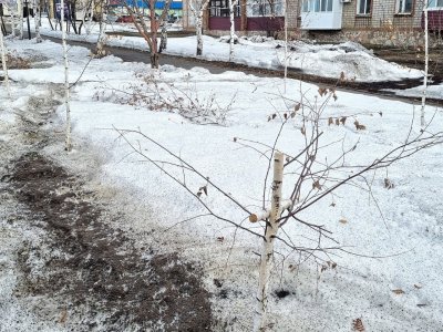 В Башкирии вандалы второй год подряд уничтожают саженцы деревьев в аллее