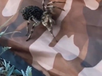 В Башкирии отдыхающих напугал огромный тарантул с детенышами на спине
