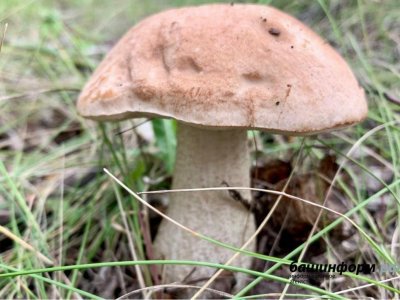 В Башкирии с начала года грибами отравились 14 человек