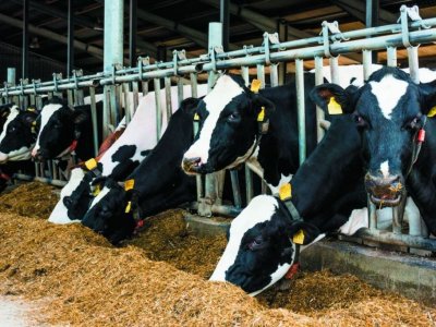 В Башкирии производство молока за 11 месяцев увеличилось на 4,3%