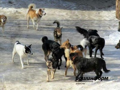 Госсобрание Башкирии вернётся к проблеме бродячих собак