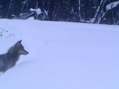 В Башкирии в фотоловушку на кабанов попал одинокий волк