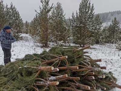 Лесоводы Башкирии к новогодним праздникам заготовят 50 тысяч хвойных деревьев