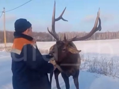 В Стерлибашевском районе Башкирии олень кормится из рук местных жителей