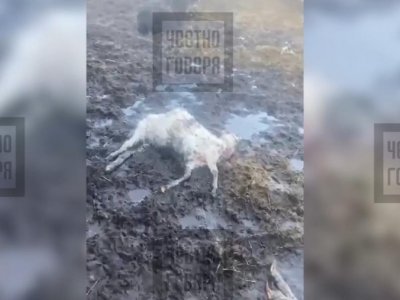 В Башкирии бродячие псы убили несколько коз