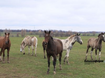 Стала известна причина гибели пяти лошадей и жеребенка в Башкирии с «непонятными ранами»