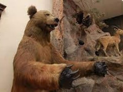 В Башкирии все зоологические коллекции возьмут на государственный учет