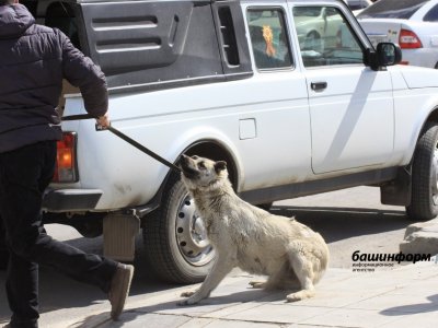 Частные приюты для животных в Башкирии смогут рассчитывать на поддержку государства