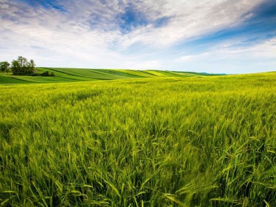 В Башкирии сельхозпредприятие арендовало 272 га земли без торгов
