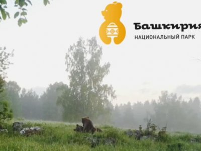 В нацпарке «Башкирия» на видео попали брачные игры медведей