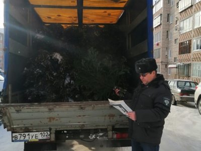 Башкирия экспортировала две тысячи новогодних деревьев