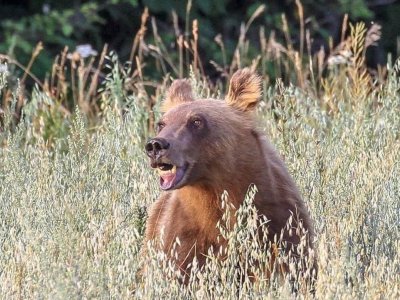 В Башкирии медведь напугал туристов