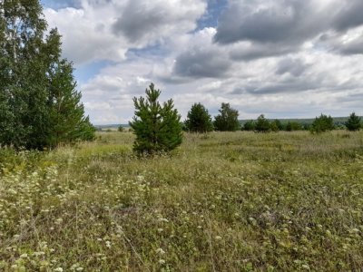 В двух районах Башкирии арендаторы забросили более трех тысяч гектаров сельхозугодий