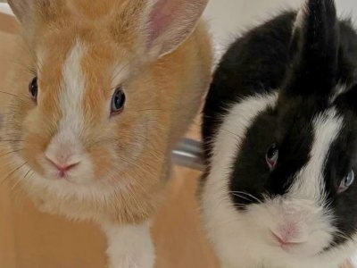 Мэр Уфы завел дома двух кроликов и попросил подписчиков помочь выбрать им имена