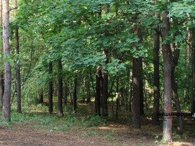 На территории Башкирии высадят более 6 млн саженцев в рамках всероссийской акции «Сохраним лес»