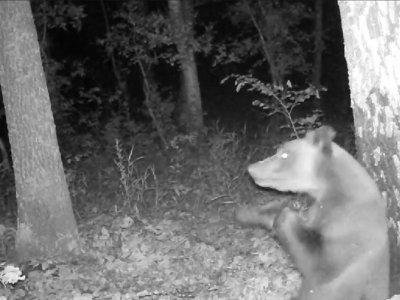 В объектив фотоловушки в Башкирии попал «боксирующий» медведь