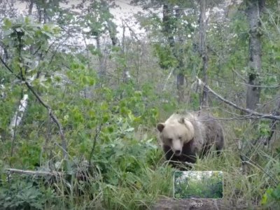 Фотоловушка в нацпарке «Башкирия» засняла «парад» лесных зверей