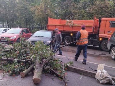 В Уфе повалило деревья и обесточило дома: службы устраняют последствия непогоды