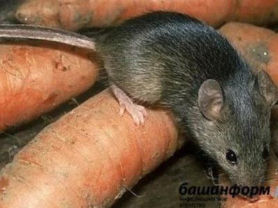 В Роспотребнадзоре Башкирии рассказали о том, как защититься от мышиной лихорадки