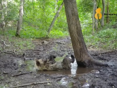 В нацпарке «Башкирия» на камеру попали банные процедуры медвежонка-альбиноса Умки