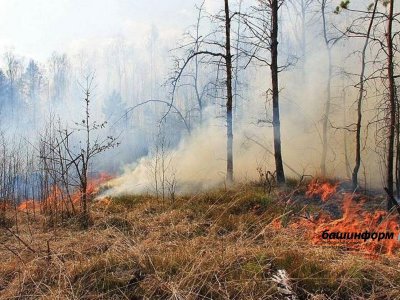 В Башкирии за выходные вспыхнули 7 лесных пожаров