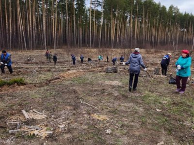 В Башкирии высаживают сосновые аллеи в честь участников СВО